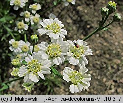 Achillea ×serrata