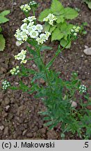 Achillea ×serrata