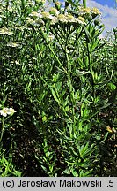 Achillea ×serrata