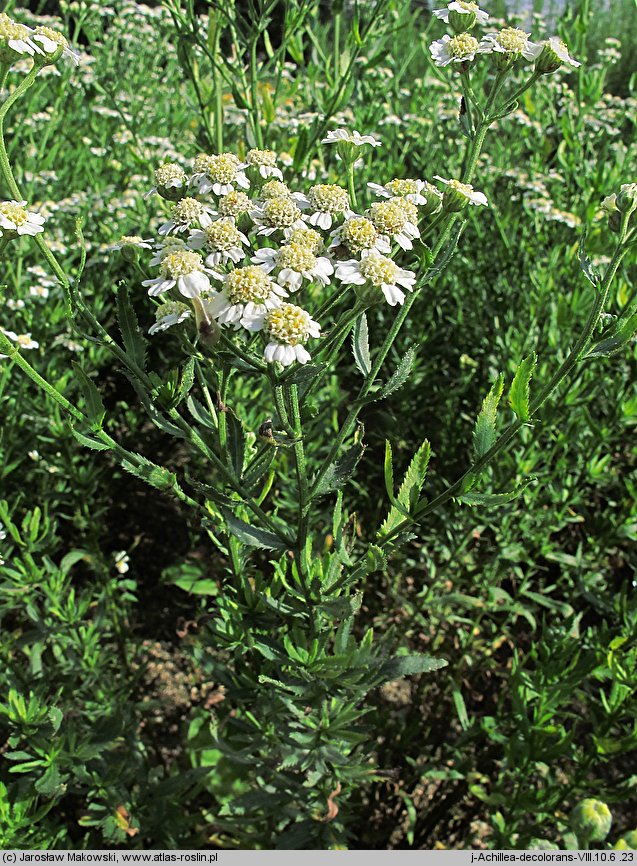 Achillea ×serrata