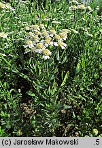 Achillea ×serrata