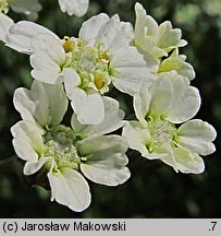 Achillea ×serrata