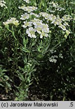 Achillea ×serrata