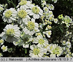 Achillea ×serrata