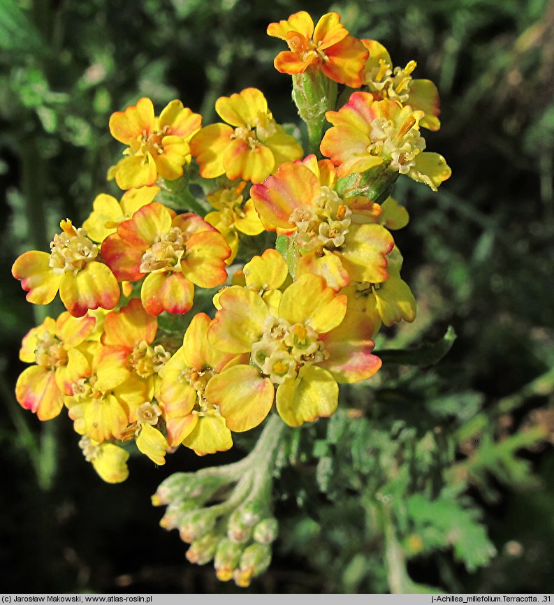 Achillea Terracotta