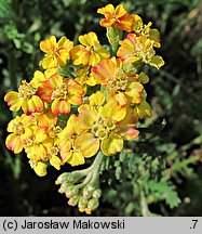 Achillea Terracotta