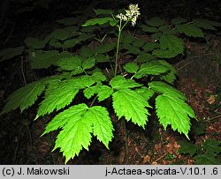 Actaea spicata (czerniec gronkowy)