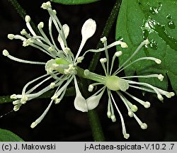 Actaea spicata (czerniec gronkowy)