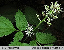 Actaea spicata (czerniec gronkowy)