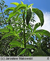 Aesculus californica