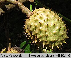 Aesculus glabra (kasztanowiec gładki)