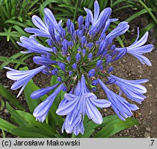 Agapanthus africanus (agapant baldaszkowaty)