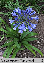 Agapanthus africanus (agapant baldaszkowaty)