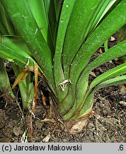 Agapanthus africanus (agapant baldaszkowaty)