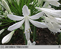 Agapanthus africanus (agapant baldaszkowaty)