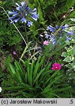 Agapanthus africanus (agapant baldaszkowaty)