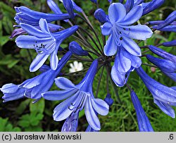 Agapanthus africanus (agapant baldaszkowaty)