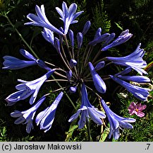 Agapanthus africanus (agapant baldaszkowaty)