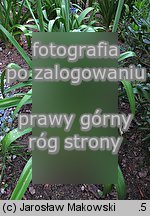 Agapanthus africanus (agapant baldaszkowaty)