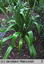 Agapanthus africanus (agapant baldaszkowaty)