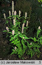 Agastache rugosa (kłosowiec pomarszczony)