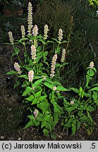 Agastache rugosa (kłosowiec pomarszczony)