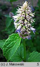 Agastache rugosa (kłosowiec pomarszczony)