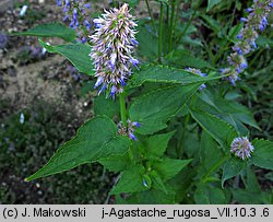 Agastache rugosa (kłosowiec pomarszczony)