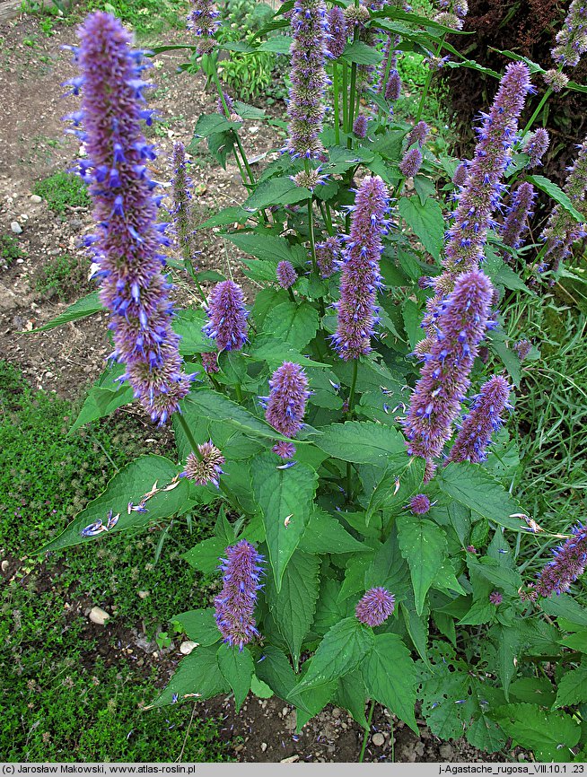 Agastache rugosa (kłosowiec pomarszczony)