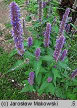 Agastache rugosa (kłosowiec pomarszczony)