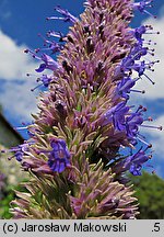 Agastache rugosa (kłosowiec pomarszczony)