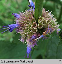 Agastache rugosa (kłosowiec pomarszczony)