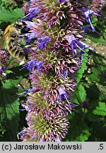 Agastache rugosa (kłosowiec pomarszczony)