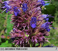 Agastache rugosa (kłosowiec pomarszczony)