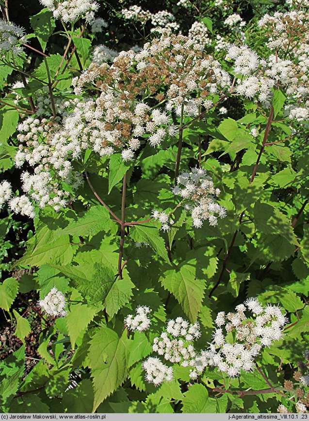 Ageratina altissima (sadziec pomarszczony)