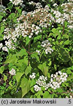 Ageratina altissima (sadziec pomarszczony)