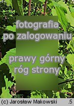Ageratina altissima (sadziec pomarszczony)