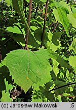 Ageratina altissima (sadziec pomarszczony)