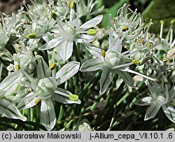 Allium Ã—proliferum (cebula wielopiÄ™trowa)