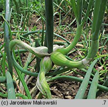 Allium cepa var. proliferum (cebula wielopiętrowa)