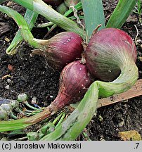 Allium ×proliferum (cebula wielopiętrowa)