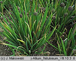 Allium fistulosum (czosnek dęty)