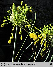 Allium flavum (czosnek złocisty)