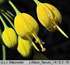 Allium flavum (czosnek złocisty)