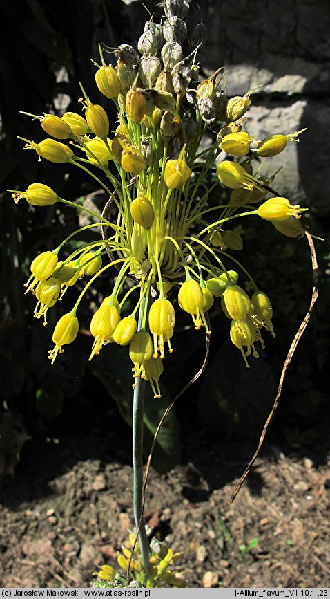 Allium flavum (czosnek złocisty)