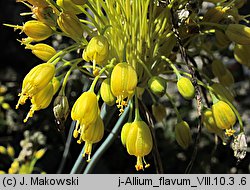 Allium flavum (czosnek złocisty)