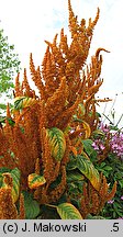 Amaranthus hypochondriacus (szarłat posępny)