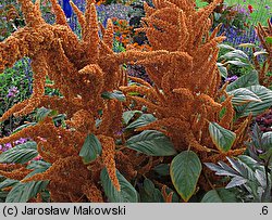 Amaranthus hypochondriacus (szarłat posępny)