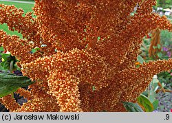 Amaranthus hypochondriacus (szarłat posępny)