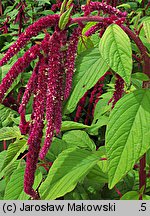 Amaranthus caudatus (szarłat zwisły)